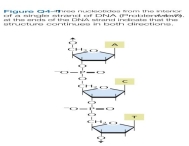 Gene duplication and divergence is thought to have played a critical role in the evolution of increased bio- logical complexity. Discuss the following problems. G. Do these results strike you as peculiar? Why or why not? How might you explain these values?