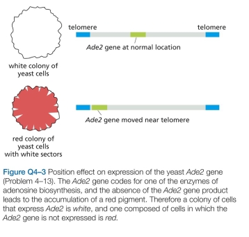 Look at the two yeast colonies in Figure Q4-3. Each of these colonies contains about 100,000 cells descended from a single yeast cell, originally somewhere in the mid- dle of the clump. A white colony arises when the   gene is expressed from its normal chromosomal location. When the   gene is moved to a location near a telomere, it is packed into heterochromatin and inactivated in most cells, giving rise to colonies that are mostly red. In these largely red colonies, white sectors fan out from the middle of the colony. In both the red and white sectors, the     gene is still located near telomeres. Explain why white sec- tors have formed near the rim of the red colony. Based on the patterns observed, what can you conclude about the propagation of the transcriptional state of the   gene from mother to daughter cells in this experiment?