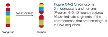 Which statements are true? Explain why or why not. -Chromosome 3 in orangutans differs from chromosome 3 in humans by two inversion events that occurred in the human lineage (Figure Q4-2). Draw the intermediate chromosome that resulted from the first inversion and explicitly indicate the segments included in each inversion.