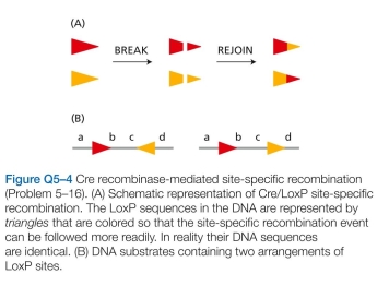 Which statements are true? Explain why or why not. -Cre recombinase is a site-specific enzyme that catalyzes recombination between two LoxP DNA sites. Cre recombinase pairs two LoxP sites in the same orienta- tion, breaks both duplexes at the same point in each LoxP site, and joins the ends with new partners so that each LoxP site is regenerated, as shown schematically in Figure Q5-4 a. Based on this mechanism, predict the arrange- ment of sequences that will be generated by Cre-medi- ated site-specific recombination for each of the two DNAs shown in Figure Q5-4B.    E. coli, where the replication fork travels at 500 nucleotide pairs per second, the DNA ahead of the fork- in the absence of topoisomerase-would have to rotate at nearly 3000 revolutions per minute.