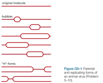 The laboratory you joined is studying the life cycle of an animal virus that uses circular, double-strand DNA as its genome. Your project is to define the location of the origin(s) of replication and to determine whether replication proceeds in one or both directions away from an origin (unidirectional or bidirectional replication). To accomplish your goal, you broke open cells infected with the virus, isolated replicating viral genomes, cleaved them with a restriction nuclease that cuts the genome at only one site to produce a linear molecule from the circle, and examined the resulting molecules in the electron micro- scope. Some of the molecules you observed are illustrated schematically in Figure Q5-1. (Note that it is impossible to distinguish the orientation of one DNA molecule relative to another in the electron microscope.) You must present your conclusions to the rest of the lab tomorrow. How will you answer the two questions your advisor posed for you? Is there a single, unique origin of replication or several origins? Is replication unidirec- tional or bidirectional?    A. Explain why, in both experiments, some regions of the tracks are dense with silver grains (dark), whereas oth- ers are less dense (light). b. In the first experiment, each track has a central dark section with light sections at each end. In the second experiment, the dark section of each track has a light sec- tion at only one end. Explain the reason for this difference. C. Estimate the rate of fork movement   in these experiments. Do the estimates from the two exper- iments agree? Can you use this information to gauge how long it would take to replicate the entire genome?  