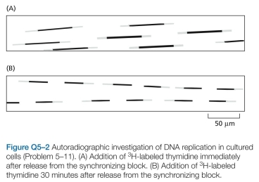 The laboratory you joined is studying the life cycle of an animal virus that uses circular, double-strand DNA as its genome. Your project is to define the location of the origin(s) of replication and to determine whether replication proceeds in one or both directions away from an origin (unidirectional or bidirectional replication). To accomplish your goal, you broke open cells infected with the virus, isolated replicating viral genomes, cleaved them with a restriction nuclease that cuts the genome at only one site to produce a linear molecule from the circle, and examined the resulting molecules in the electron micro- scope. Some of the molecules you observed are illustrated schematically in Figure Q5-1. (Note that it is impossible to distinguish the orientation of one DNA molecule relative to another in the electron microscope.) You must present your conclusions to the rest of the lab tomorrow. How will you answer the two questions your advisor posed for you? Is there a single, unique origin of replication or several origins? Is replication unidirec- tional or bidirectional? A. Explain why, in both experiments, some regions of the tracks are dense with silver grains (dark), whereas oth- ers are less dense (light). b. In the first experiment, each track has a central dark section with light sections at each end. In the second experiment, the dark section of each track has a light sec- tion at only one end. Explain the reason for this difference. C. Estimate the rate of fork movement in these experiments. Do the estimates from the two exper- iments agree? Can you use this information to gauge how long it would take to replicate the entire genome?
