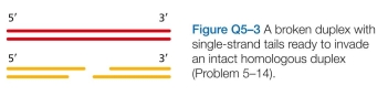 Draw the structure of the double Holliday junction that would result from strand invasion by both ends of the broken duplex into the intact homologous duplex shown in Figure Q5-3. Label the left end of each strand in the Hol- liday junction so that the relationship to the paren- tal and recombinant duplexes is clear. Indicate how DNA synthesis would be used to fill in any single-strand gaps in your double Holliday junction.