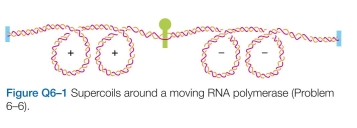 In which direction along the template must the RNA polymerase in Figure Q6-1 be moving to have gen- erated the supercoiled structures that are shown? Would you expect supercoils to be generated if the RNA poly- merase were free to rotate about the axis of the DNA as it progressed along the template?