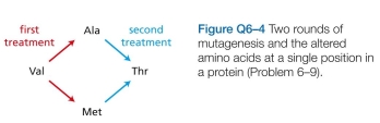 Which of the following mutational changes would you predict to be the most deleterious to gene function? Explain your answers.   1. Insertion of a single nucleotide near the end of the coding sequence. 2. Removal of a single nucleotide near the beginning of the coding sequence. 3. Deletion of three consecutive nucleotides in the middle of the coding sequence. 4. Substitution of one nucleotide for another in the middle of the coding sequence.