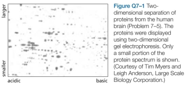 A small portion of a two-dimensional display of proteins from human brain is shown in Figure Q7-1. These proteins were separated on the basis of size in one dimension and electrical charge (isoelectric point) in the other. Not all protein spots on such displays are products   of different genes; some represent modified forms of a pro- tein that migrate to different positions. Pick out a couple of sets of spots that could represent proteins that differ by the number of phosphates they carry. Explain the basis for your selection.