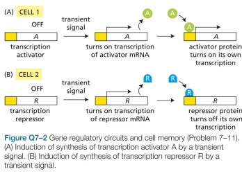 Imagine the two situations shown in Figure Q7-2. In cell 1, a transient signal induces the synthesis of pro- tein A, which is a transcription activator that turns on many genes including its own. In cell 2, a transient signal induces the synthesis of protein R, which is a transcription repressor that turns off many genes including its own. In which, if either, of these situations will the descendants of the original cell remember that the progenitor cell had experienced the transient signal? Explain your reasoning.  