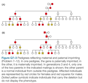 Examine the two pedigrees shown in Figure Q7-3. One results from deletion of a maternally imprinted auto- somal gene. The other pedigree results from deletion of a paternally imprinted autosomal gene. In both pedigrees, affected individuals (red symbols) are heterozygous for the deletion. These individuals are affected because one copy of the chromosome carries an imprinted, inactive gene, while the other carries a deletion of the gene. Dotted yellow symbols indicate individuals that carry the deleted locus, but do not display the mutant phenotype. Which pedigree is based on paternal imprinting and which on maternal imprinting? Explain your answer.  