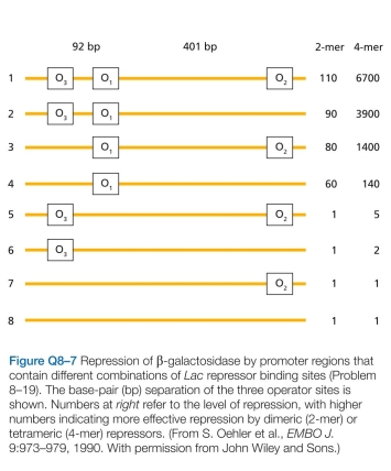 Which statements are true? explain why or why not. -Detailed analysis of the regulatory region of the Lac operon has revealed surprising complexity. Instead of a single binding site for the Lac repressor, as might be expected, there are three sites termed operators: O₁, O₂, and O₃, arrayed along the DNA as shown in Figure Q8-7. To probe the functions of these three sites, you make a series of constructs in which various combinations of oper- ator sites are present. You examine their ability to repress expression of β-galactosidase, using either tetrameric (wild type) or dimeric (mutant) forms of the Lac repres- sor. The dimeric form of the repressor can bind to a single operator (with the same affinity as the tetramer) with each monomer binding to half the site. The tetramer, the form normally expressed in cells, can bind to two sites simulta- neously. When you measure repression of β-galactosidase expression, you find the results shown in Figure Q8-7, with higher numbers indicating more effective repression.  