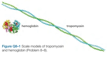 Tropomyosin, at 93 kd, sediments at 2.6S, whereas the 65-kd protein, hemoglobin, sediments at 4.3S. (The sedimentation coefficient S is a linear measure of the rate of sedimentation.) These two proteins are drawn to scale in Figure Q8-1. How is it that the bigger protein sediments more slowly than the smaller one? Can you think of an analogy from everyday experience that might help you with this problem?  