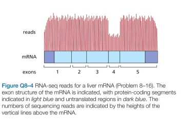 You have just gotten back the results from an RNA- seq analysis of mRNAs from liver. You had anticipated counting the number of reads of each mRNA to deter- mine the relative abundance of different mRNAs. But you are puzzled because many of the mRNAs have given you results like those shown in Figure Q8-4. How is it that dif- ferent parts of an mRNA can be represented at different levels?  