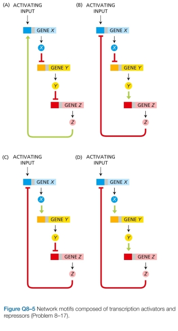 Examine the network motifs in Figure Q8-5. Decide which ones are negative feedback loops and which are positive. Explain your reasoning.  