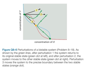 Imagine that a random perturbation positions a bistable system precisely at the boundary between two sta- ble states (at the orange dot in Figure Q8-6). How would the system respond?  