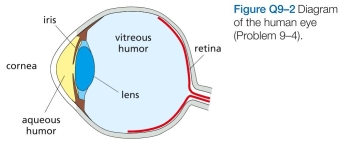 Figure Q9-2 shows a diagram of the human eye. The refractive indices of the components in the light path are: cornea 1.38, aqueous humor 1.33, crystalline lens 1.41, and vitreous humor 1.38. Where does the main refraction-the main focusing-occur? What role do you suppose the lens plays?
