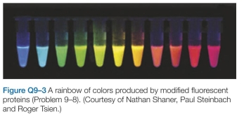 Figure Q9-3 shows a series of modified fluorescent proteins that emit light in a range of colors. How do you suppose the exact same chromophore can fluoresce at so many different wavelengths?
