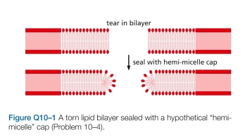 When a lipid bilayer is torn, why does it not seal itself by forming a hemi-micelle cap at the edges, as shown in Figure Q10-1?  