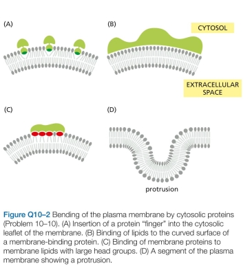 Although lipid molecules are free to diffuse in the plane of the bilayer, they cannot flip-flop across the bilayer unless enzyme catalysts called phospholipid translocators are present in the membrane. C. As shown, each of these cytosolic mem- brane-bending proteins would induce an invagination of the plasma membrane. Could similar kinds of cytosolic proteins induce a protrusion of the plasma membrane (Figure Q10-2D)? Which ones? Explain how they might work.  