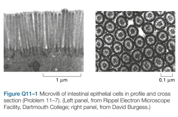 Microvilli increase the surface area of intestinal cells, providing more efficient absorption of nutrients. Microvilli are shown in profile and cross section in Figure Q11-1. From the dimensions given in the figure, estimate the increase in surface area that microvilli provide (for the portion of the plasma membrane in contact with the lumen of the gut) relative to the corresponding surface of a cell with a flat plasma membrane.