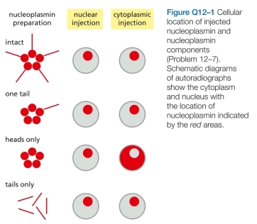 The rough ER is the site of synthesis of many classes of membrane proteins. Some of these proteins remain in the ER, whereas others are sorted to compartments such as the Golgi apparatus, lysosomes, and the plasma mem- brane. One measure of the difficulty of the sorting prob- lem is the degree of purification that must be achieved during transport from the ER. Are proteins bound for the plasma membrane common or rare among all ER mem- brane proteins? A few simple considerations allow one to answer this question. In a typical growing cell that is dividing once every 24 hours, the equivalent of one new plasma mem- brane must transit the ER every day. If the ER membrane is 20 times the area of a plasma membrane, what is the ratio of plasma membrane proteins to other membrane proteins in the ER? (Assume that all proteins on their way to the plasma membrane remain in the ER for 30 minutes on average before exiting, and that the ratio of proteins to lipids in the ER and plasma membranes is the same.) A. What portion of the nucleoplasmin molecule is responsible for localization in the nucleus?    B. How do these experiments distinguish between active transport, in which a nuclear localization signal trig- gers transport by the nuclear pore complex, and passive diffusion, in which a binding site for a nuclear component allows accumulation in the nucleus?