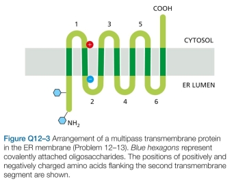 3 Examine the multipass transmembrane protein shown in Figure Q12-3. What would you predict would be the effect of converting the first hydrophobic trans- membrane segment to a hydrophilic segment? Sketch the arrangement of the modified protein in the ER membrane.  