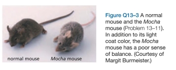 Which statements are true? Explain why or why not. -1 Melanosomes are specialized lysosomes that store pigments for eventual release by exocytosis. Various cells such as skin and hair cells then take up the pigment, which accounts for their characteristic pigmentation. Mouse mutants that have defective melanosomes often have pale or unusual coat colors. One such light-colored mouse, the Mocha mouse (Figure Q13-3), has a defect in the gene for one of the subunits of the adaptor protein complex AP3, which is associated with coated vesicles budding from the trans Golgi network. How might the loss of AP3 cause a defect in melanosomes?