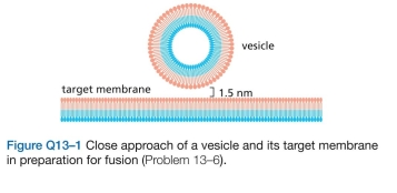 For fusion of a vesicle with its target membrane to occur, the membranes have to be brought to within 1.5 nm so that the two bilayers can join (Figure Q13-1). Assum- ing that the relevant portions of the two membranes at the fusion site are circular regions 1.5 nm in diameter, calcu- late the number of water molecules that would remain between the membranes. (Water is 55.5 M and the volume of a cylinder is   Given that an average phospholipid   occupies a membrane surface area of   how many phospholipids would be present in each of the opposing monolayers at the fusion site? Are there sufficient water molecules to bind to the hydrophilic head groups of this number of phospholipids? (It is estimated that 10-12 water molecules are normally associated with each phospho- lipid head group at the exposed surface of a membrane.)