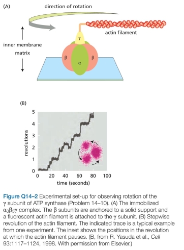 The three respiratory enzyme complexes in the mitochondrial inner membrane tend to associate with each other in ways that facilitate the correct transfer of electrons between appropriate complexes. A. Why does the actin filament revolve in steps with pauses in between? What does this rotation correspond to in terms of the structure of the   complex?  B. In its normal mode of operation inside the cell, how many ATP molecules do you suppose would be syn- thesized for each complete   rotation of the   subunit? Explain your answer.  