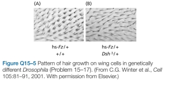 Which statements are true? explain why or why not. -7 The Wnt planar polarity signaling pathway nor- mally ensures that each wing cell in Drosophila has a sin- gle hair. Overexpression of the Frizzled gene from a heat- shock promoter causes multiple hairs to grow from many cells (Figure Q15-5A). This phenotype is suppressed if is combined with a heterozygous deletion of the Dishevelled gene (Figure Q15-5B). Do these results allow you to order the action of Frizzled and Dishevelled in the signaling pathway? If so, what is the order? Explain your reasoning.