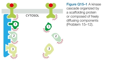 2 Consider a signaling pathway that proceeds through three protein kinases that are sequentially acti- vated by phosphorylation. In one case, the kinases are held in a signaling complex by a scaffolding protein; in the other, the kinases are freely diffusible (Figure Q15-1). Discuss the properties of these two types of organization in terms of signal amplification, speed, and potential for cross-talk between signaling pathways.