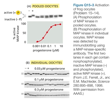 4 Activation (maturation) of frog oocytes is sig- naled through a MAP kinase signaling module. An increase in the hormone progesterone triggers the module by stim- ulating the translation of Mos mRNA, which is the frog's MAP kinase kinase kinase (Figure Q15-2). Maturation is easy to score visually by the presence of a white spot in the middle of the brown surface of the oocyte (see Figure Q15-2). To determine the dose-response curve for pro- gesterone-induced activation of MAP kinase, you place 16 oocytes in each of six plastic dishes and add various con- centrations of progesterone. After an overnight incubation, you crush the oocytes, prepare an extract, and determine the state of MAP kinase phosphorylation (hence, activa- tion) by SDS polyacrylamide-gel electrophoresis (Figure Q15-3A). This analysis shows a graded response of MAP kinase to increasing concentrations of progesterone.     Before you crushed the oocytes, you noticed that not all oocytes in individual dishes had white spots. Had some oocytes undergone partial activation and not yet reached the white-spot stage? To answer this question, you repeat the experiment, but this time you analyze MAP kinase acti- vation in individual oocytes. You are surprised to find that each oocyte has either a fully activated or a completely inactive MAP kinase (Figure Q15-3B). How can an all-or- none response in individual oocytes give rise to a graded response in the population?