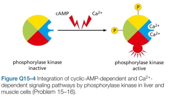 6 Phosphorylase kinase integrates signals from the cyclic-AMP-dependent and   dependent signaling pathways that control glycogen breakdown in liver and muscle cells (Figure Q15-4). Phosphorylase kinase is com- posed of four subunits. One is the protein kinase that cata- lyzes the addition of phosphate to glycogen phosphorylase to activate it for glycogen breakdown. The other three sub- units are regulatory proteins that control the activity of the   catalytic subunit. Two contain sites for phosphorylation by PKA, which is activated by cyclic AMP. The remaining sub- unit is calmodulin, which binds   when the cytosolic   concentration rises. The regulatory subunits control the equilibrium between the active and inactive confor- mations of the catalytic subunit, with each phosphate and   nudging the equilibrium toward the active confor- mation. How does this arrangement allow phosphorylase kinase to serve its role as an integrator protein for the mul- tiple pathways that stimulate glycogen breakdown?