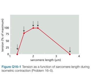 Detailed measurements of sarcomere length and tension during isometric contraction in striated muscle provided crucial early support for the sliding-filament   model of muscle contraction. Based on your understand- ing of the sliding-filament model and the structure of a sarcomere, propose a molecular explanation for the rela- tionship of tension to sarcomere length in the portions of Figure Q16-1 marked I, II, III, and IV. (In this muscle, the length of the myosin filament is 1.6 μm, and the lengths of the actin thin filaments that project from the Z discs are 1.0 μm.)