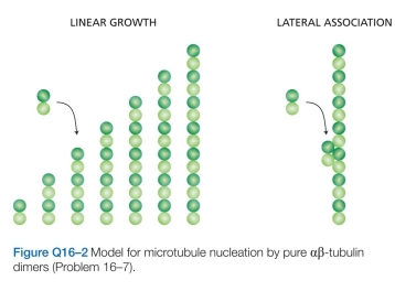 A solution of pure   tubulin dimers is thought to nucleate microtubules by forming a linear protofilament about seven dimers in length. At that point, the probabili- ties that the next   dimer will bind laterally or to the end of the protofilament are about equal. The critical event for microtubule formation is thought to be the first lateral association (Figure Q16-2). How does lateral association promote the subsequent rapid formation of a microtu- bule?  