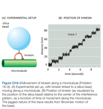 How does a centrosome know when it has found the center of the cell? A. As shown in Figure Q16-3B, all movement of kine- sin is in one direction (toward the plus end of the micro- tubule). What supplies the free energy needed to ensure a unidirectional movement along the microtubule? b. What is the average rate of movement of kinesin along the microtubule? C. What is the length of each step that a kinesin takes as it moves along a microtubule? D. From other studies it is known that kinesin has two globular domains that can each bind to   tubulin, and that kinesin moves along a single protofilament in a microtu- bule. In each protofilament, the   tubulin subunit repeats at 8-nm intervals. Given the step length and the interval between   tubulin subunits, how do you suppose a kine- sin molecule moves along a microtubule?  E. Is there anything in the data in Figure Q16-3B that tells you how many ATP molecules are hydrolyzed per step?  