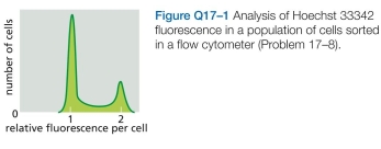 Many cell-cycle genes from human cells function perfectly well when expressed in yeast cells. Why do you suppose that is considered remarkable? After all, many human genes encoding enzymes for metabolic reactions also function in yeast, and no one thinks that is remark- able. A. Which cells in Figure Q17-1 are in the   and M phases of the cell cycle? Explain the basis for your answer. b. Sketch the sorting distributions you would expect for cells that were treated with inhibitors that block the cell cycle in the   S, or M phase. Explain your reasoning.  