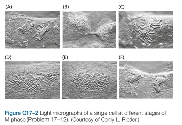 2 A living cell from the lung epithelium of a newt is shown at different stages in M phase in Figure Q17-2. Order these light micrographs into the correct sequence and identify the stage in M phase that each represents.  