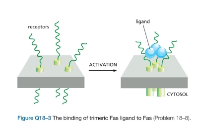 When human cancer cells are exposed to ultra- violet (UV) light at 90 mJ/   most of the cells undergo apoptosis within 24 hours. Release of cytochrome   from mitochondria can be detected as early as 6 hours after exposure of a population of cells to UV light, and it contin- ues to increase for more than 10 hours thereafter. Does this mean that individual cells slowly release their cytochrome   over this time period? Or, alternatively, do individual cells release their cytochrome c rapidly but with different cells being triggered over the longer time period? To answer this fundamental question, you have fused the gene for green fluorescent protein (GFP) to the gene for cytochrome   so that you can observe the behav- ior of individual cells by confocal fluorescence microscopy. In cells that are expressing the cytochrome   GFP fusion, fluorescence shows the punctate pattern typical of mito- chondrial proteins. You then irradiate these cells with UV light and observe individual cells for changes in the punc- tate pattern. Two such cells (outlined in white) are shown in Figure Q18-2A and  A. Assuming that the normal and dominant forms of Fas are expressed to the same level and bind Fas ligand equally, what fraction of Fas-Fas ligand complexes on a lymphocyte from a heterozygous ALPS patient would be expected to be composed entirely of normal Fas subunits? B. In an individual heterozygous for a mutation that eliminates Fas expression, what fraction of Fas-Fas ligand complexes would be expected to be composed entirely of normal Fas subunits? C. Why are the Fas mutations that are associated with ALPS dominant, while those that eliminate expression of Fas are recessive?  