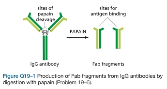 Cell adhesion molecules were originally identi- fied using antibodies raised against cell-surface compo- nents to block cell aggregation. In the adhesion-blocking assays, the researchers found it necessary to use antibody fragments, each with a single binding site (so-called Fab fragments), rather than intact IgG antibodies, which are Y-shaped molecules with two identical binding sites. The   Fab fragments were generated by digesting the IgG anti- bodies with papain, a protease, to separate the two bind- ing sites (Figure Q19-1). Why do you suppose it was nec- essary to use Fab fragments to block cell aggregation?  A. How can it be that two tight-junction strands remain, even though all of the claudin-4 has disappeared? b. Why do you suppose the toxin works when it is added to the basolateral side of the epithelial sheet, but not when added to the apical side?  