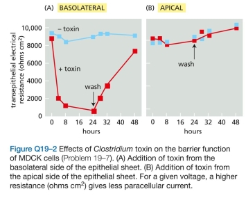 Cell adhesion molecules were originally identi- fied using antibodies raised against cell-surface compo- nents to block cell aggregation. In the adhesion-blocking assays, the researchers found it necessary to use antibody fragments, each with a single binding site (so-called Fab fragments), rather than intact IgG antibodies, which are Y-shaped molecules with two identical binding sites. The   Fab fragments were generated by digesting the IgG anti- bodies with papain, a protease, to separate the two bind- ing sites (Figure Q19-1). Why do you suppose it was nec- essary to use Fab fragments to block cell aggregation?  A. How can it be that two tight-junction strands remain, even though all of the claudin-4 has disappeared? b. Why do you suppose the toxin works when it is added to the basolateral side of the epithelial sheet, but not when added to the apical side?  