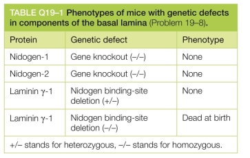 It is not an easy matter to assign particular func- tions to specific components of the basal lamina, since the overall structure is a complicated composite material with both mechanical and signaling properties. Nidogen, for example, cross-links two central components of the basal lamina by binding to the laminin   chain and to type IV collagen. Given such a key role, it was surprising that mice with a homozygous knockout of the gene for nidogen-1 were entirely healthy, with no abnormal phe- notype. Similarly, mice homozygous for a knockout of the gene for nidogen-2 also appeared completely normal. By contrast, mice that were homozygous for a defined muta- tion in the gene for laminin   which eliminated just the binding site for nidogen, died at birth with severe defects in lung and kidney formation. The mutant portion of the laminin   chain is thought to have no other function than to bind nidogen, and does not affect laminin struc- ture or its ability to assemble into the basal lamin a. How would you explain these genetic observations, which are summarized in Table Q19-1? What would you predict would be the phenotype of a mouse that was homozygous for knockouts of both nidogen genes?  
