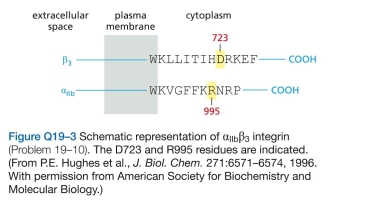 0 The affinity of integrins for matrix components can be modulated by changes to their cytoplasmic domains: a process known as inside-out signaling. You have iden- tified a key region in the cytoplasmic domains of   integrin that seems to be required for inside-out signaling (Figure Q19-3). Substitution of alanine for either D723 in the   chain or R995 in the   chain leads to a high level of spontaneous activation, under conditions where the wild-type chains are inactive. Your advisor suggests that you convert the aspartate in the   chain to an arginine (D723R) and the arginine in the   chain to an aspartate (R995D). You compare all three   chains (R995, R995A, and R995D) against all three   chains (D723, D723A, and D723R). You find that all pairs have a high level of sponta- neous activation, except D723 vs R995 (the wild type) and D723R vs R995D, which have low levels. Based on these results, how do you think the   integrin is held in its inactive state?  