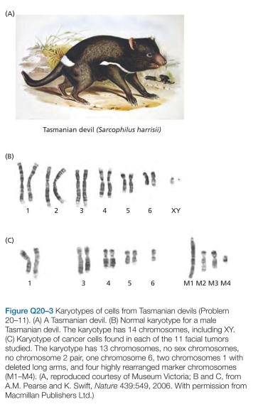 Which statements are true? Explain why or why not. -1 The Tasmanian devil, a carnivorous Australian marsupial, is threatened with extinction by the spread of a fatal disease in which a malignant oral-facial tumor interferes with the animal's ability to feed. You have been called in to analyze the source of this unusual cancer. It seems clear to you that the cancer is somehow spread from devil to devil, very likely by their frequent fighting, which is accompanied by biting around the face and mouth. To uncover the source of the cancer, you isolate tumors from 11 devils captured in widely separated regions and exam- ine them. As might be expected, the karyotypes of the tumor cells are highly rearranged relative to that of the wild-type devil (Figure Q20-3). Surprisingly, you find that the karyotypes from all 11 tumor samples are very similar. Moreover, one of the Tasmanian devils has an inversion on chromosome 5 that is not present in its facial tumor. How do you suppose this cancer is transmitted from devil to devil? Is it likely to arise as a consequence of an infection by a virus or microorganism? Explain your reasoning.  
