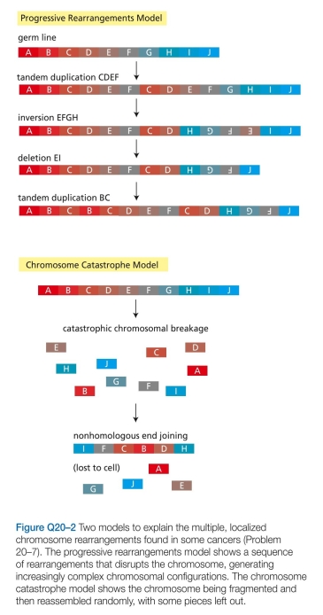 Mortality due to lung cancer was followed in groups of males in the United Kingdom for 50 years. Figure Q20-1 shows the cumulative risk of dying from lung can- cer as a function of age and smoking habits for four groups of males: those who never smoked, those who stopped at age 30, those who stopped at age 50, and those who contin- ued to smoke. These data show clearly that individuals can substantially reduce their cumulative risk of dying from lung cancer by stopping smoking. What do you suppose is the biological basis for this observation? A. Which of the two models in Figure Q20-2 accounts more readily for the features of these highly rearranged chromosomes? Explain your reasoning. B. For whichever model you choose, suggest how such multiple rearrangements might arise. (The true mechanism is not known.) C. Do you suppose such rearrangements are likely to be causative events in the cancers in which they are found, or are they probably just passenger events that are unrelated to the cancer? If you think they could be driver events, suggest how such rearrangements might activate an oncogene or inactivate a tumor suppressor gene.  
