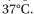 Which statements are true? Explain why or why not. -Diffusion sounds slow-and over everyday dis- tances it is-but on the scale of a cell it is very fast. The aver- age instantaneous velocity of a particle in solution-that is, the velocity between the very frequent collisions-is   where   T = temperature in K   and m = mass in g/molecule. Calculate the instantaneous velocity of a water molecule (molecular mass = 18 daltons), a glucose mol- ecule (molecular mass = 180 daltons), and a myoglobin molecule (molecular mass = 15,000 daltons) at   Just for fun, convert these numbers into kilometers/hour. Before you do any calculations, try to guess whether the molecules are moving at a slow crawl (<1 km/hr), an easy walk (5 km/hr), or a record-setting sprint (40 km/hr).