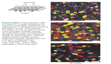 At any given time, intestinal crypts of mice com- prise about 15 stem cells and 10 Paneth cells. After cell division, which occurs about once a day, the daughter cells remain stem cells only if they maintain contact with a Paneth cell. This constant competition for Paneth-cell con- tact raises the possibility that crypts might become mono- clonal over time; that is, the crypt cells at one point in time might derive from only 1 of the 15 stem cells that existed at some earlier time. To test this possibility, you use the so-called confetti marker that upon activation expresses any one of three fluorescent proteins in the stem cells of the crypt. You then examine crypts at various times to determine whether they contain cells with multiple colors or only one color (Figure Q22-1). Do the crypts become monoclonal over time or not? How can you tell?  <div style=padding-top: 35px> 