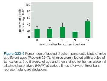 The origin of new   cells of the pancreas-from stem cells or from preexisting   cells-was not resolved until a decade ago, when the technique of lineage tracing was used to decide the issue. Using transgenic mice that expressed a tamoxifen-activated form of Cre recombinase under the control of the insulin promoter, which is active only in   cells, investigators could remove an inhibitory segment of DNA and thereby allow expression of human placental alkaline phosphatase (HPAP), which can be detected by histochemical staining. After a pulse of tamox- ifen that converted about 30% of   cells in young mice to cells that express HPAP, the investigators followed the per- centage of labeled   cells for a year, during which time the total number of   cells in the pancreas increased by 6.5- fold. How do you suppose the percentage of   cells would change over time if new   cells were derived from stem cells? What if new   cells were derived from preexisting   cells? WFigure Q22.03/Q22.01hich hypothesis do the results in Figure Q22-2 support?  <div style=padding-top: 35px> 