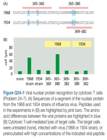 Based on its sequence similarity to Apobec1, which deaminates Cs to Us in RNA, activation-induced deaminase (AID) was originally proposed to work on RN a. But definitive experiments in A. Which part of the viral protein gives rise to the peptide that is recognized by the clone of cytotoxic T cells? Why do not all viral peptides sensitize the target cells for lysis by the cytotoxic T cells? B. It is thought the MHC molecules come to the cell surface with peptides already bound. If that is so, how do you imagine that these experiments worked?