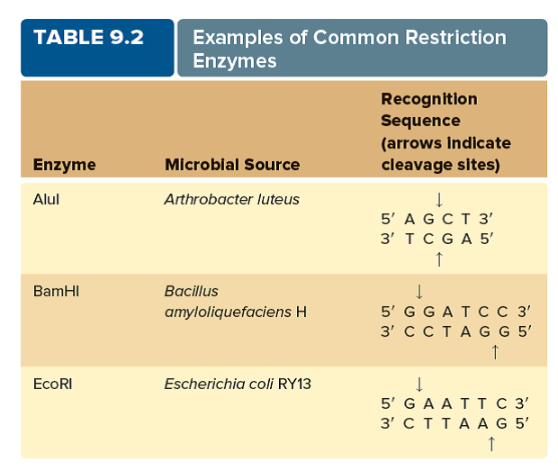A student wants to clone gene X. On both sides of the gene are the recognition sequences for AluI and BamHI (look at table 9.2 ). Which enzyme would be easier to use for the cloning experiment and why?   