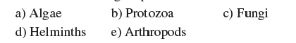 Members of this group have chitinous cell walls.