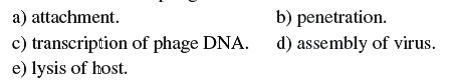 The tail fibers on phages are associated with  